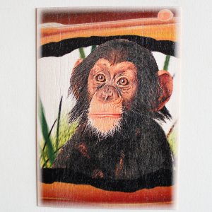 Šimpanz - pohled C6