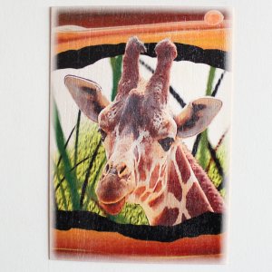 Žirafa - pohled C6