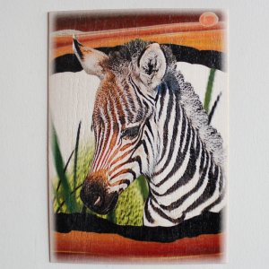 Zebra - pohled C6