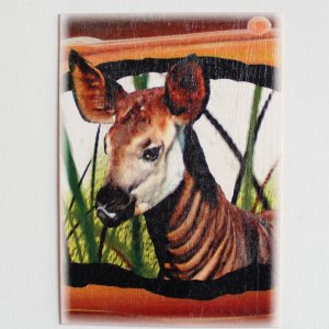 Okapi - pohled C6