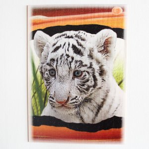 Tygr bílý - pohled C6