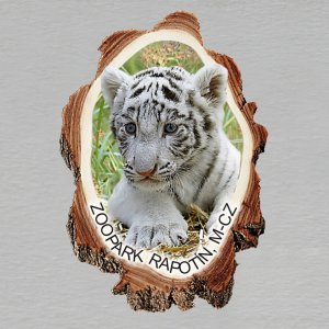 ZOOPARK Rapotín - Tygr bílý - magnet kůra malá