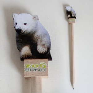Zoo Brno - Medvěd lední - tužka