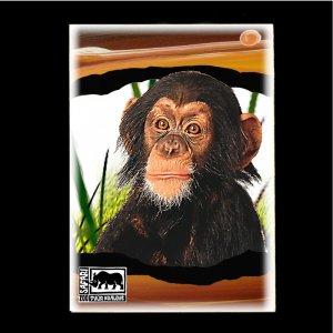 ZOO Dvůr Králové - Šimpanz - pohled C6