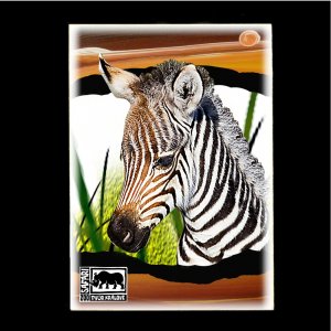 ZOO Dvůr Králové - Zebra - pohled C6
