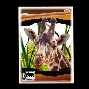ZOO Dvůr Králové - Žirafa - pohled C6