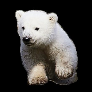 Lední medvěd - magnet ořez