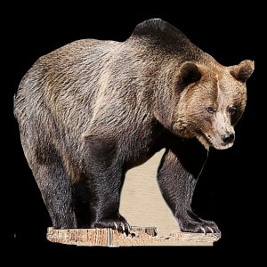 Medvěd - magnet ořez
