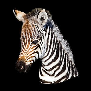 Zebra - magnet ořez