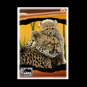 ZOO Dvůr Králové - Gepard - pohled C6