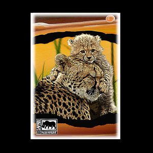 ZOO Dvůr Králové - Gepard - pohled C6