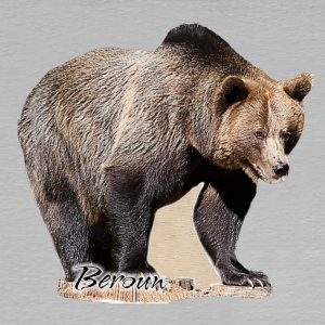 Medvědárium - Medvěd - magnet ořez