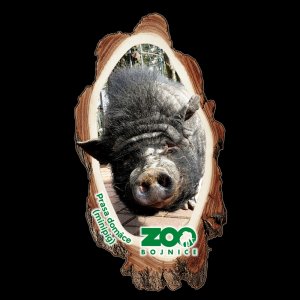 Bojnice - Prasa - magnet kůra dvojitý