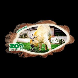 ZOO Bojnice - Takin - magnet kůra dvojitý