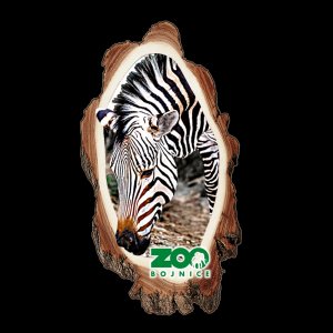 ZOO Bojnice - Zebra - magnet kůra dvojitý