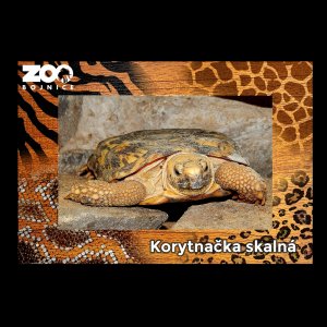 ZOO Bojnice - Korytnačka - magnet C6 rám zoo dvojitý