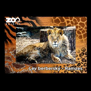 ZOO Bojnice - Lev - magnet C6 rám zoo dvojitý