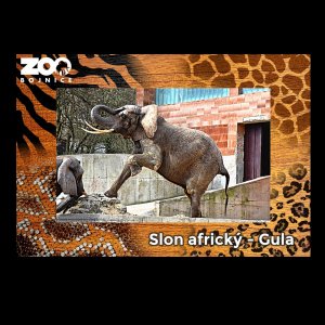 ZOO Bojnice - Slon - magnet C6 rám zoo dvojitý