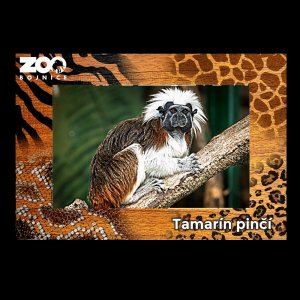 ZOO Bojnice - Tamarín - magnet C6 rám zoo dvojitý