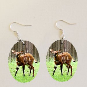 ZOO Bojnice - Okapy - naušnice ovál