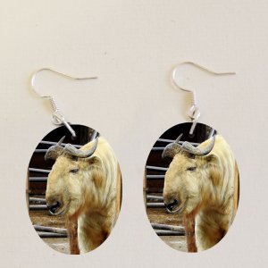 ZOO Bojnice - Takin - naušnice ovál