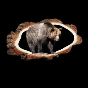 Medvěd velký - magnet kůra prořez