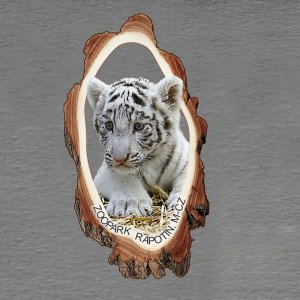 ZOOPARK Rapotín - Tygr bílý - magnet kůra prořez