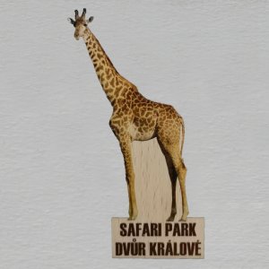 Safari pakr - Dvůr Králové n/Labem - Žirafa - magnet masiv ořez 9cm