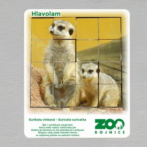 ZOO Bojnice - Surikata vlnkavá - hlavolam 16 dílků
