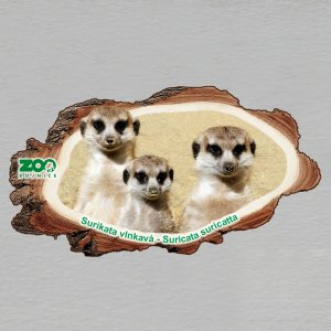ZOO Bojnice - Surikata - magnet kůra dvojitý