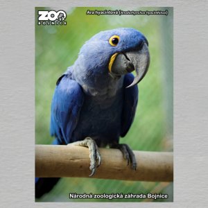 ZOO Bojnice - Ara - pohled C6