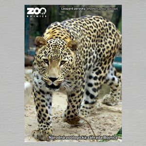 ZOO Bojnice - Leopard - pohled C6