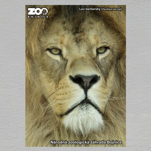 ZOO Bojnice - Lev - pohled C6