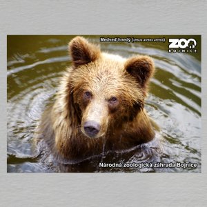 ZOO Bojnice - Medveď - pohled C6