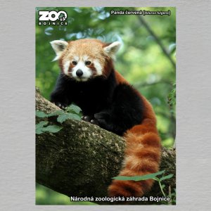 ZOO Bojnice - Panda - pohled C6