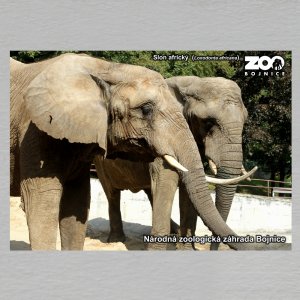 ZOO Bojnice - Slon - pohled C6