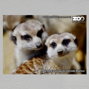 ZOO Bojnice - Surikata - pohled C6