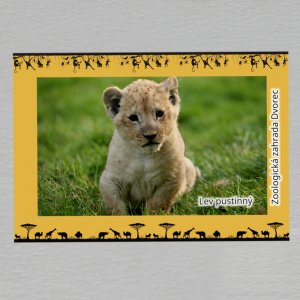 ZOO Dvorec - Lvíče - magnet C6 dvojitý