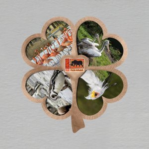 Dvůr Králové n/Labem - magnet čtyřlístek 2