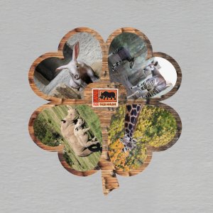 Safari Park Dvůr Králové - magnet čtyřlístek dvojitý 4