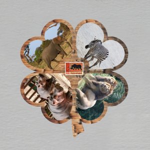 Safari Park Dvůr Králové - magnet čtyřlístek dvojitý 1