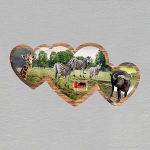 Safari park Dvůr Králové - magnet tři srdce dvojitý
