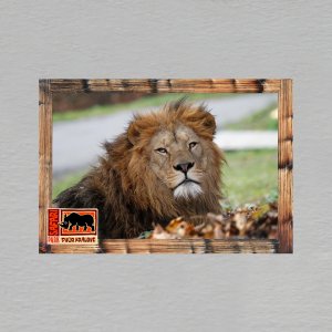 Safari Park Dvůr Králové - lev - magnet C6 dvojitý
