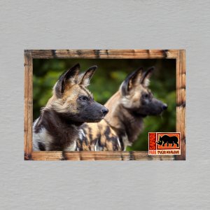 Safari park Dvůr Králové - pes - magnet C6 dvojitý