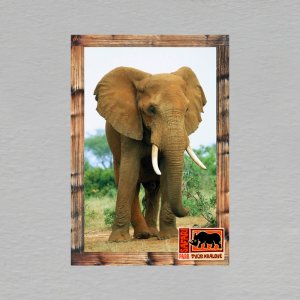 Safari Park Dvůr Králové - slon - magnet C6 dvojitý