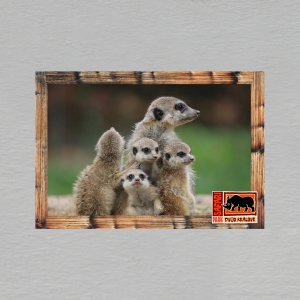 Safari Park Dvůr Králové - surikaty - magnet C6 dvojitý