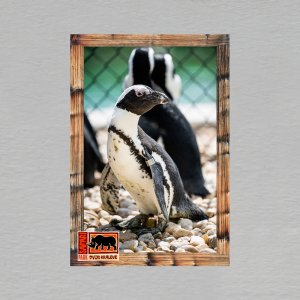 Safari Park Dvůr Králové - tučňák - magnet C6 dvojitý