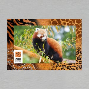 Liberec ZOO - Panda - magnet C6 rám zoo dvojitý