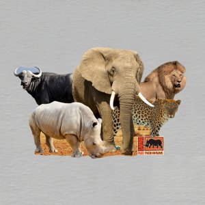 Safari Park Dvůr Králové - magnet ořez masiv