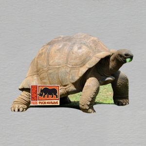 Safari Park Dvůr Králové - želva - magnet mini ořez masiv